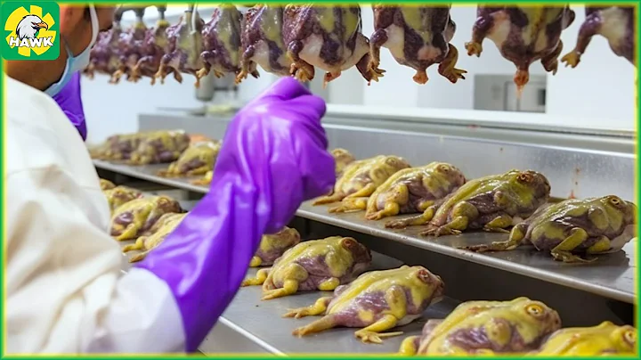 Frog Farm - How Farmers Raise and Meat 10.5 Million Frogs in a Factory | Processing Factory - DayDayNews