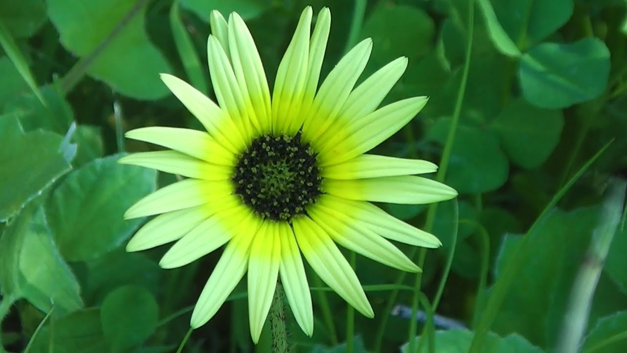 Capeweed Season 2016 Begins (•‿•❀)
