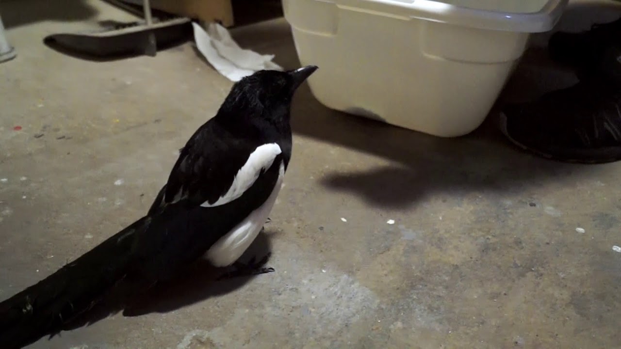 Drunk Magpie