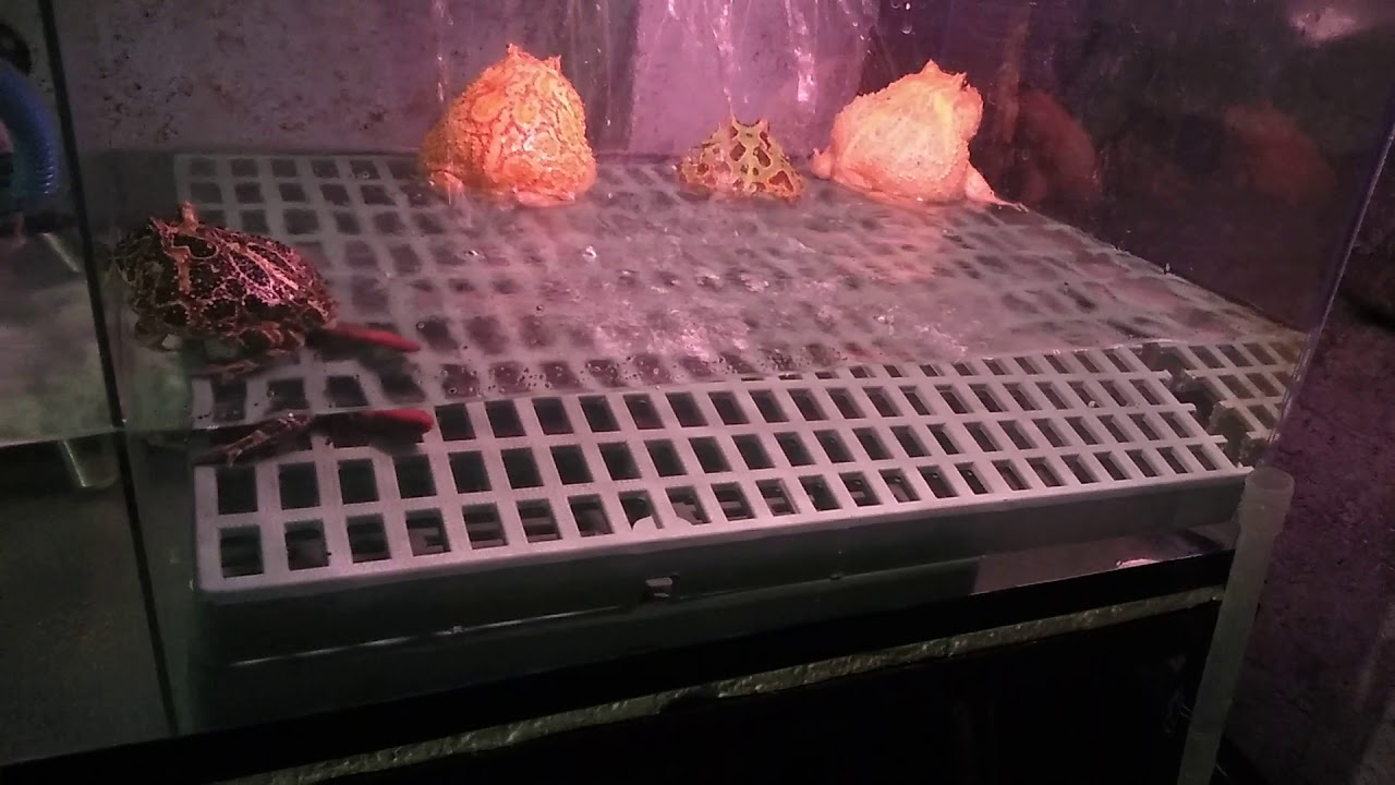 Curated visual reference: Pacman Frog Breeding Set Up Photo Inspiration
