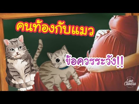 อันตราย คนท้องกับการเลี้ยงแมว | ข้อควรระวังในการเลี้ยงแมวของคนท้อง