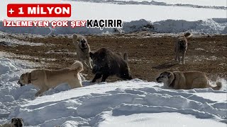Erzi̇ncanda Bi̇r Köye Azili Bi̇r Domuz Geli̇p Kangallara Saldirdi Domuz Resmen Çilgina Dönmüştü