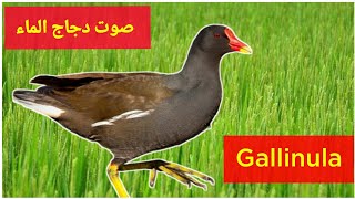 صوت دجاج الماء Gallinula جديد وصافى للصيد#@