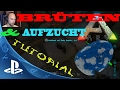 ARK PS4🇩🇪 Eier ausbrüten und Aufzucht - Ark Survival Evolved Tutorial Playstation 4 Deutsch /