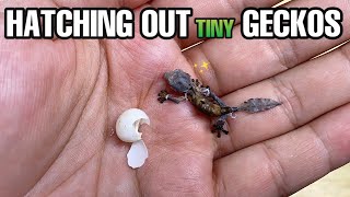 I hatched the SMALLEST baby gecko! Leaf-tailed Gecko (Uroplatus phantasticus)