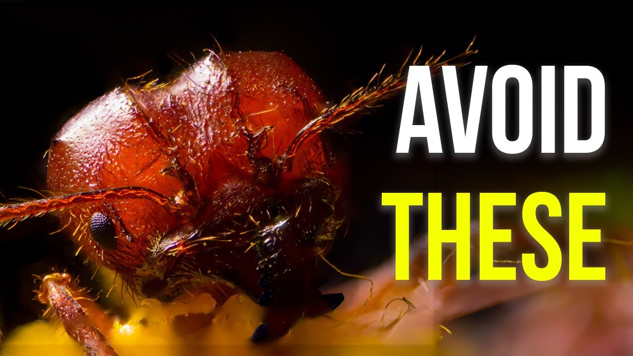 Documentary backdrop image for Most Venomous Animals In The World! (2023)