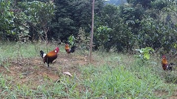 Bẫy gà rừng mồi fr bắt bổi già trận 2022