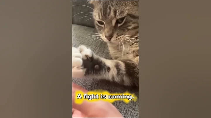 Watch the video about 10 Funny Cat Moments! 🐱🤣