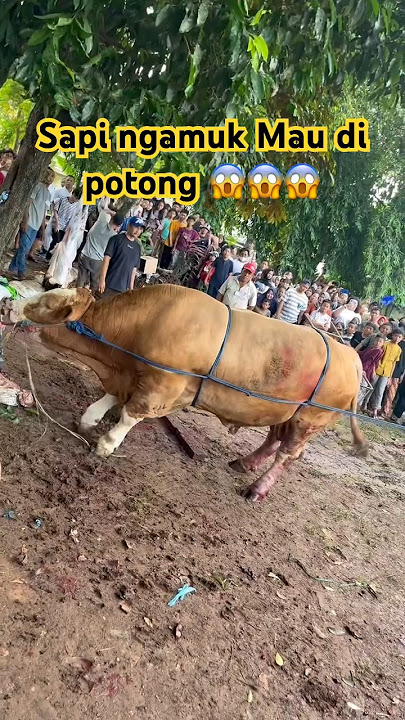 SAPI NGAMUK MAU DI POTONG ‼️ IDUL ADHA 2024 😱😱