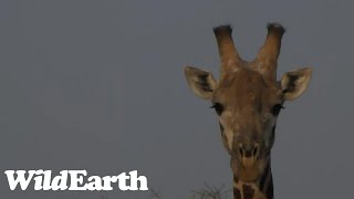 WildEarth - Sunrise Safari -  21 August 2023