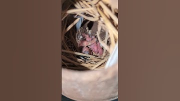 Eight Java Chiks #finches #javasparrow #cocktails #birds