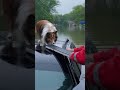Majestic Collie Dog Stranded on Submerged Car Roof  #dog #rescue #shorts #youtubeshorts