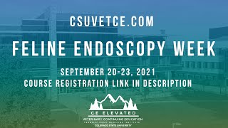 Feline Endoscopy Week September 20-23, 2021