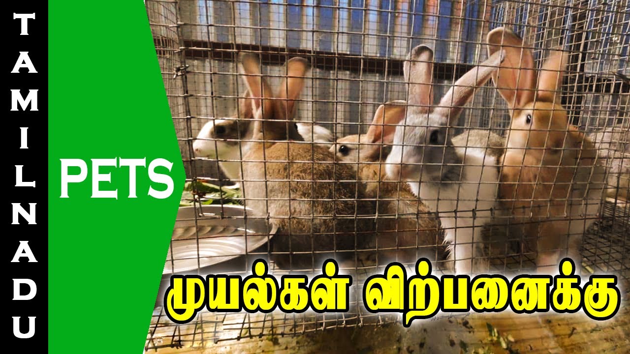 முயல்கள் விற்பனைக்கு Rabbits for sale Tamilnadu Pets Tamil