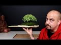 Minibosque Bonsai por menos de 2 euros!!!!