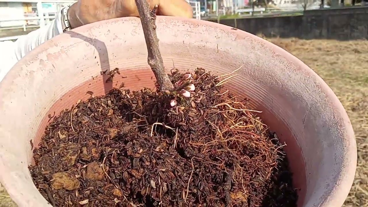 落葉果樹の植え付け。2026-03-01　17:42