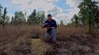 The Gopher Tortoise