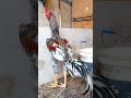 خروس لاری آس خروس لاری آس