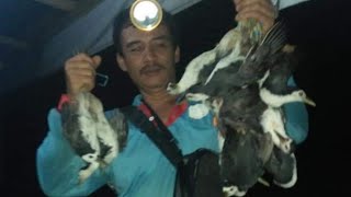 Download Lagu Cara ampuh mikat burung ruak ruak malam hari MP3