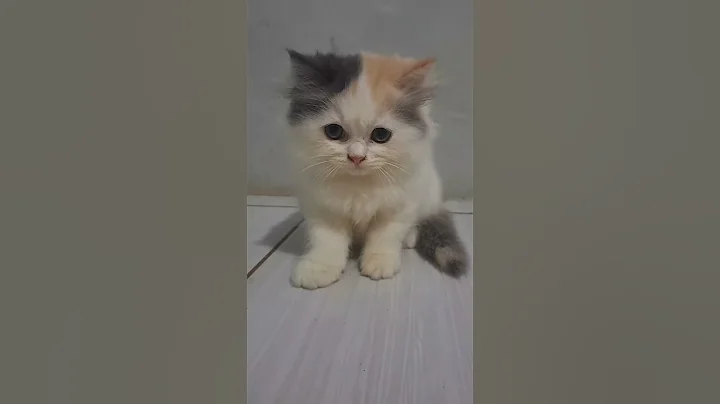 Video 11818711: cats catlover kucing, catlover kucing funny, manee cat