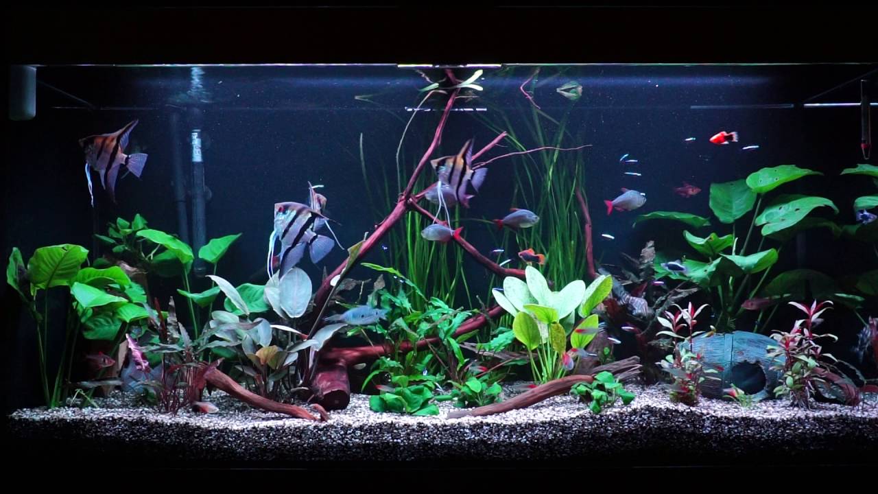 Aquarium View CIANO 120cm YouTube