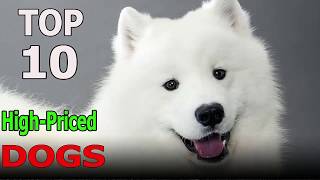 Top 10 Most High-Priced Dog Breeds in the World | Top 10 animals by TOP 10 Animals 959 views 6 years ago 4 minutes, 42 seconds