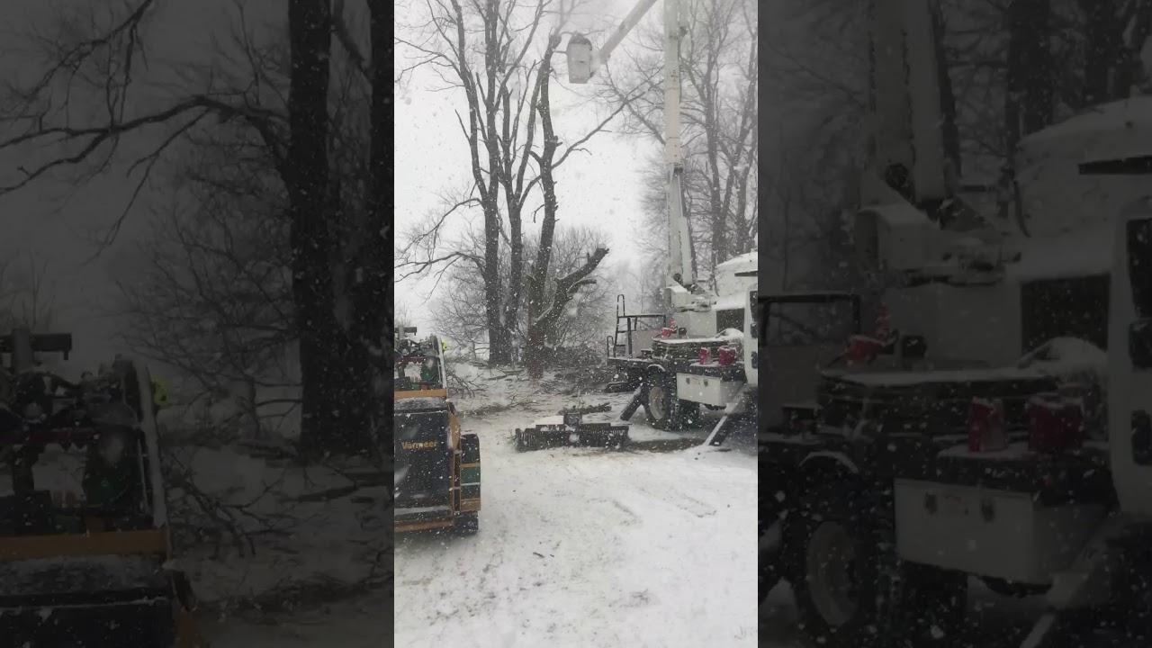 Tree Removal in snow storm - YouTube
