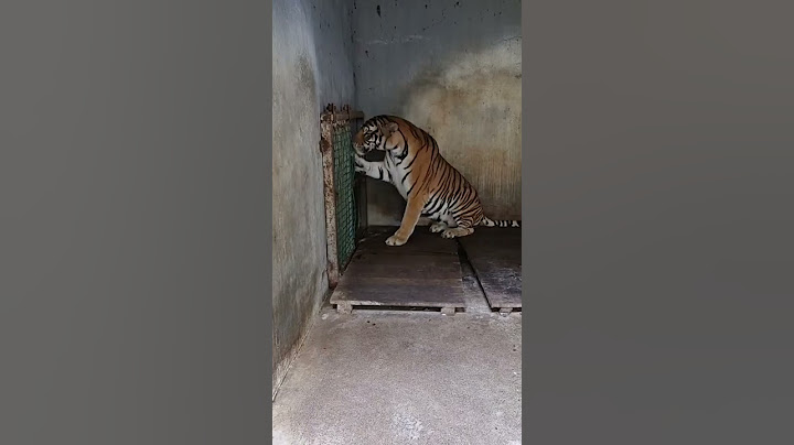 harimau galak #shorts