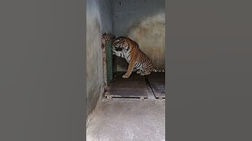 harimau galak #shorts