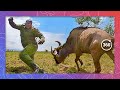 Frightened Wildebeest Charges Rescue Rangers | Wildlife in 360 VR
