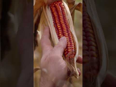 Vidéo: Épis de maïs anormaux - Comment obtenir du maïs pour produire de bons grains