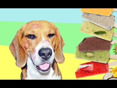 Video: DIY súper refrescante Blueberry tocino helado para perros!