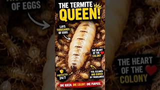 The Queen termite incredible life♥️👍