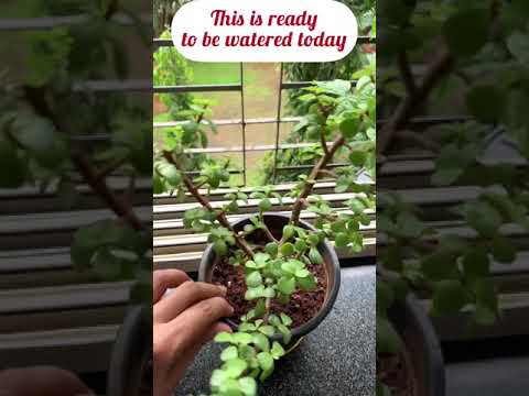 Video: Portulacaria Care - Gojenje sukulentov slonskega grma doma