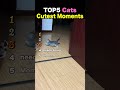 TOP5 Cats Cutest Moments