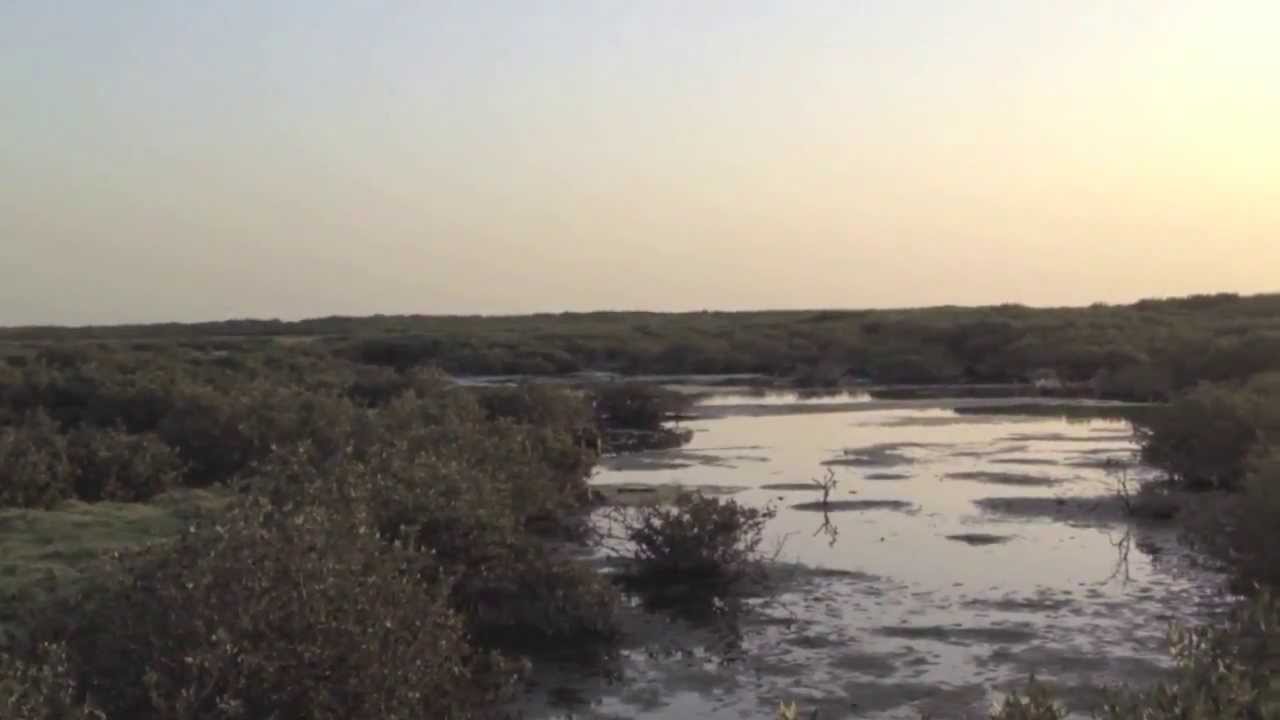 The Disappearing Mangroves Of Tarut Bay Qatif Saudi Arabia اختفاء