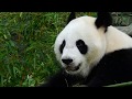 Giant Panda in Ouwehands Dierenpark Rhenen. June 5, 2018