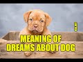 Decoding the Symbolism of Dreaming About Dogs and Their Bite