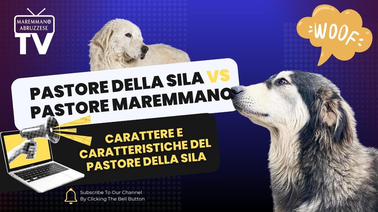 Pastore della Sila . A lavoro e in famiglia vs pastore maremmano abruzzese 