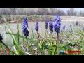 Bozkır'da Sümbül güzelliği 22 Nisan 2017 - yakupcetincom - Bozkir Videolari