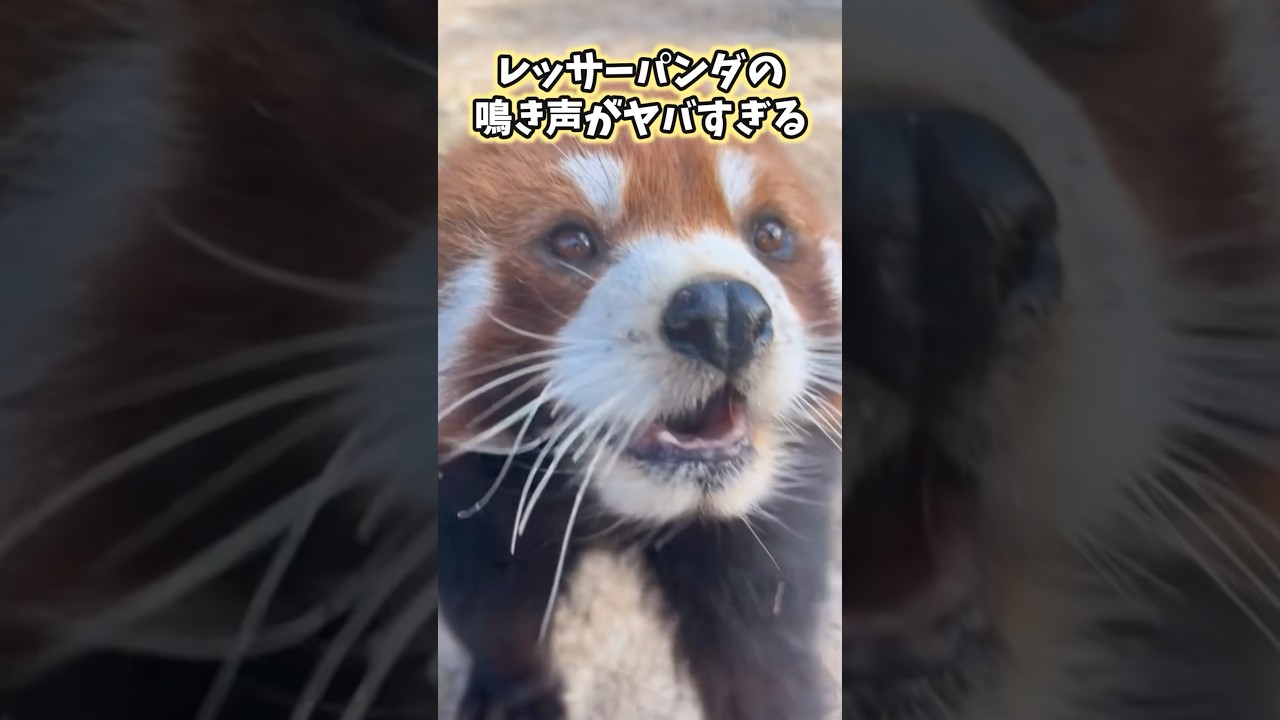 レッサーパンダの動画見てニヤけたら負けwww #レッサーパンダ #パンダ #可愛い #かわいい #癒し #ペット #動物 #2ch #shorts