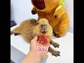 Esta es la razón por la que los capibaras son tan populares.#capybara #cute #funny #shorts