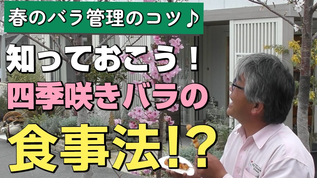 【バラの育て方】春のバラ管理のコツ♪知っておこう！四季咲きバラの食事法！？（2023年3月31日）