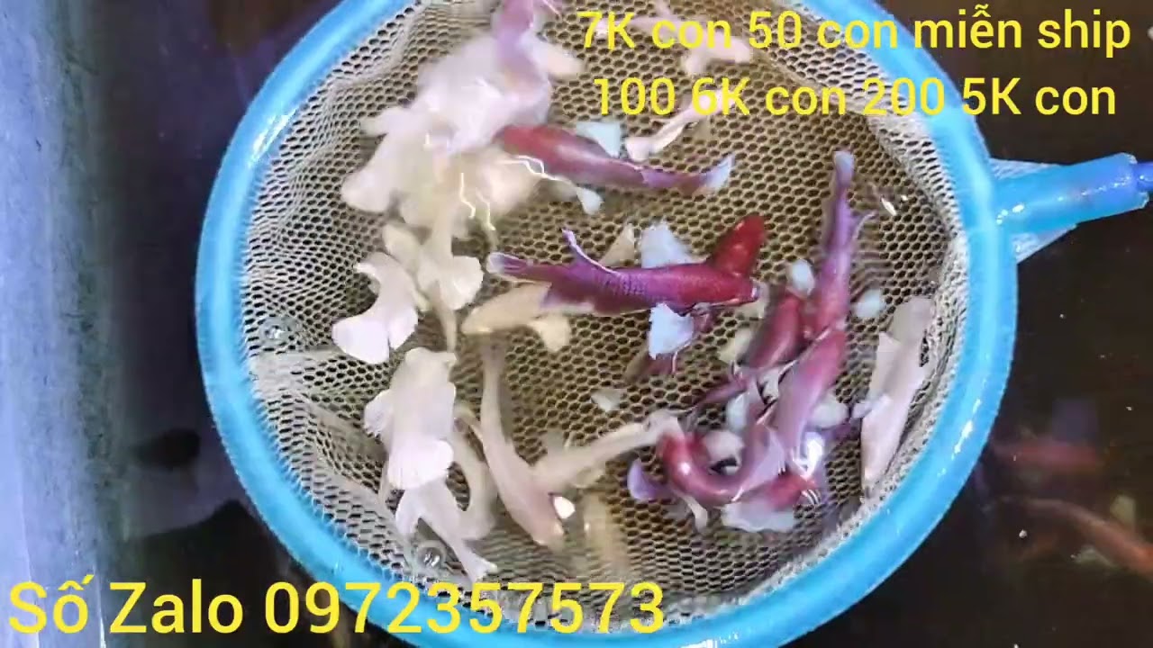 Anh em có nhu cầu liên hệ mình nhé