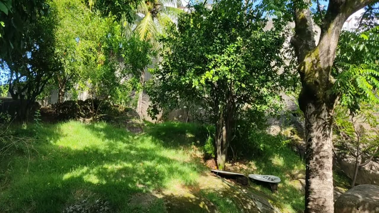 Destaque de paisagem natureza pássaro: 21:25 - 26:24