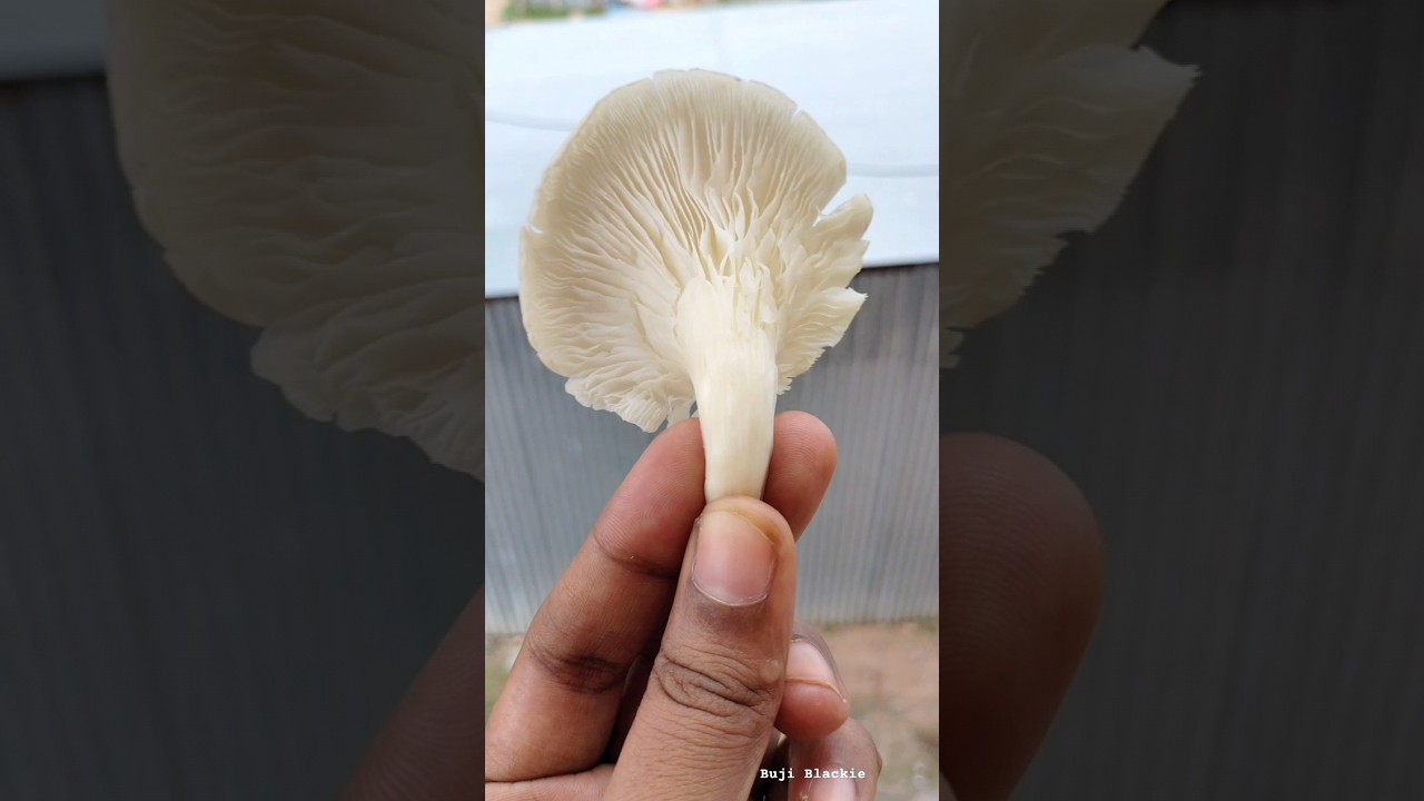 💢சிக்கன் மாதிரி சுவையில் சிப்பி காளான்🔥 - -Oyster Mushroom 