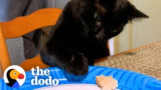 Cat Will Stop At Nothing To Steal His Mom's Food | The Dodo Cat Crazy