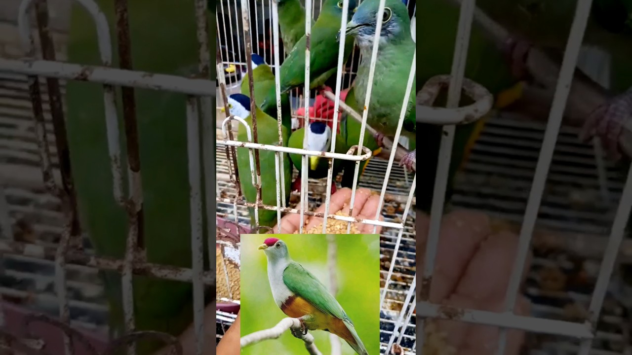 beautiful green Dove 