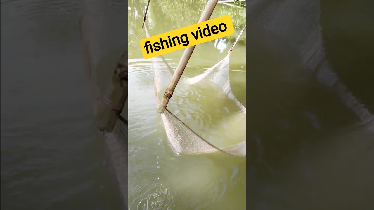 Amazing Bamboo & Net Fish Trap for Tilapia Fishing 