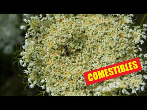 Video: Jardinería con comestibles nativos: plantas nativas que puedes comer y cultivar